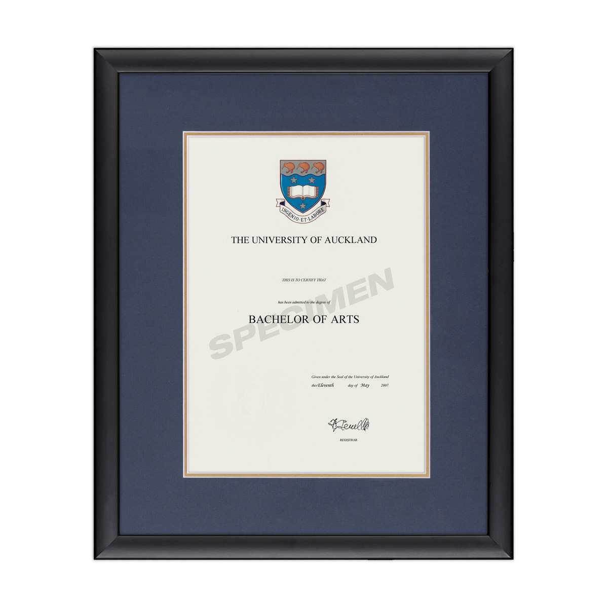 BLKCURV_BLUE GOLD _AKL