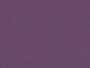 Purple Wildflower-92