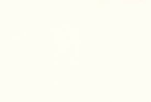 White-17